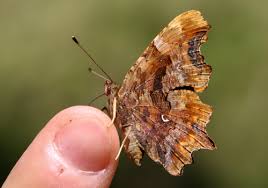Image result for Polygonia c-album