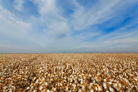 Lifecycle Of Cotton