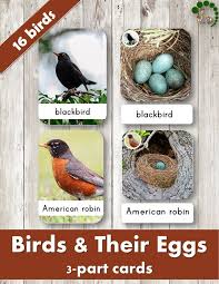 Names Of Birds With Their Nests Birds And Their Eggs Three Part Nomenclature Cards Birds For Kids Bird Unit Study Spring Preschool