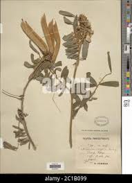 Image result for Tephrosia vogelii