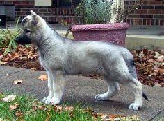 Advertise your dogs and puppies for free! 7 Best Kimber Our Purebred German Shepherd Puppy Ideas German Shepherd Puppies Shepherd Puppies Purebred German Shepherd Puppies