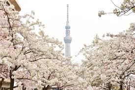 Tokio ist eine stadt wie keine andere. Tobu Railway Fruhjahr 2020 Ein Neues Reiseziel In Tokio Eroffnet Eine 2 Tagige Tour Mit Einer Ubernachtung Inklusive Kirschbaumen Am Sumida Fluss Und Den Shitamachi Sehenswurdigkeiten Business Wire