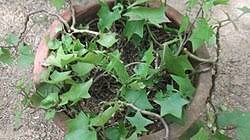 Image result for Delairea odorata