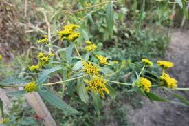 Image result for Flaveria bidentis