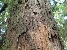 Image result for Harungana madagascariensis