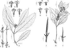 Image result for Gaertnera paniculata