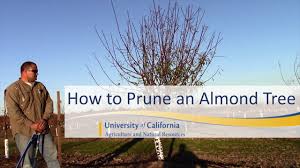Maybe you would like to learn more about one of these? How To Prune An Almond Tree Youtube