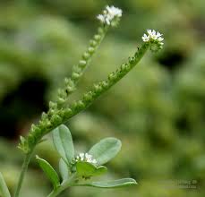 Image result for Euploca ovalifolia