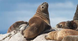 If you want to lose weight, the total number of calories must be less than kcal. List Of 20 Animals That Weigh Around 100 Kgs 220 Lbs Weight Of Stuff