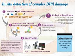 The cell is the basic unit and building block of all living things. Cancers Free Full Text In Situ Detection Of Complex Dna Damage Using Microscopy A Rough Road Ahead Html