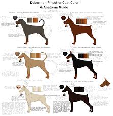 Kdtyo Rsℓye Doberman Colors Doberman Pinscher Dog Doberman Puppy