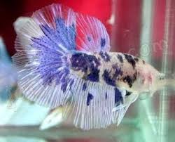 Sejatinya ikan cupang mempunyai 2 jenis bentuk yaitu ikan cupang slayer yang biasa di sebut dengan ikan cupang halfmoon dan ikan cupang penyakit ikan cupang yang paling sering terjadi ialah jamur. 51 Terkini Gambar Hitam Putih Ikan Cupang