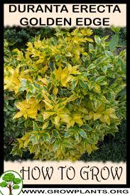 We did not find results for: Duranta Erecta Golden Edge How To Grow Care