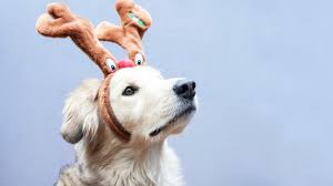 Vacanze di natale col cane: Happy Mylandog Christmas Il Villaggio Per Cani A Milano