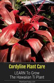 Cordyline Plant Care Learn To Grow The Hawaiian Ti Plant Plants Ti Plant Plant Care