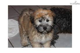Gorgeous Akc Female Wheaten Soft Coated Wheaten Terrier Wheaten Terrier Puppy Wheaten Terrier