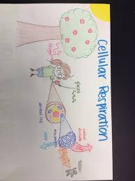 Read here some fun ways to teach your kids to draw different fishes, step by step. Cellular Respiration Diagram Cellular Respiration Cellular Respiration Foldable Middle School Science