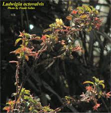 Image result for Ludwigia octovalvis