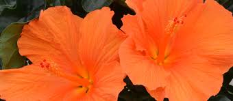 Image result for Hibiscus torrei