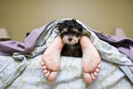 We did not find results for: Dog Allergies Symptoms Home Remedies And Treatment