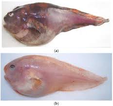 Image result for Liparis odontochilos