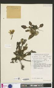 Image result for Haplocarpha