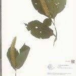 Image result for Achyrospermum ciliatum