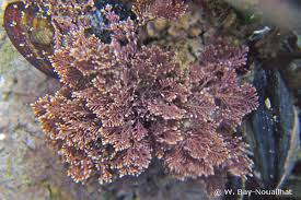 Image result for Gleichenia elongata