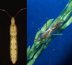 Image result for Lepidagathis eriocephala