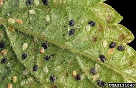 Image result for whitefly in cucumber