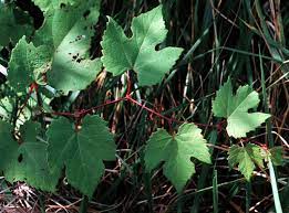 Moonseed vines will not grow to the large sizes that wild another great use for wild grapes are their leaves. Ohio Weedguide