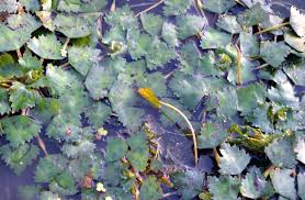 Image result for Sphaeranthus gomphrenoides