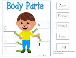 Knowledge of body parts how many of the following do we have? Procent LimbÄƒ ConvergenÅ£Äƒ My Body Worksheet Preschool Ozearth Org