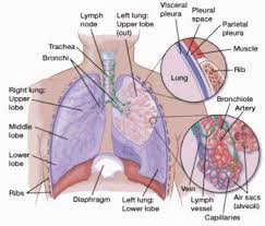 Creating the foreign material in an accumulated form that is hazardous to other parts of the body is the mechanism behind cancer's evolution. What Is Lung Cancer Types Of Lung Cancer