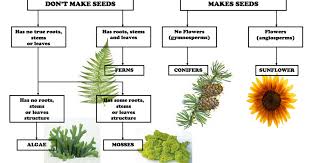 Plant Classification Chart Pdf Plant Classification