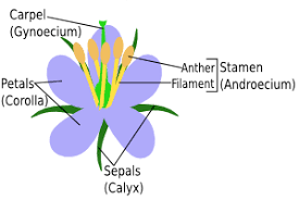 Image result for Andropterum