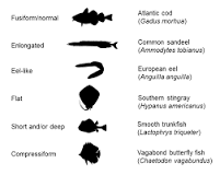 Body shape of fish according to six categories with species ...