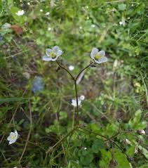 Image result for Spergula arvensis