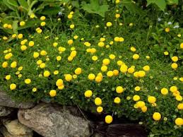 Image result for Nemesia lilacina