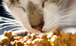 Kedi Mamasi Yapimi Kedi Mamasi Tarifleri Miyhav Com