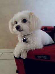 Zoe The Therapy Dog Isn T It Adorable How Her Paws Are Crossed Like That Pet Dogs Puppies Maltese Dogs Maltese Puppy
