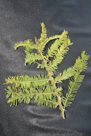 Image result for Acacia abyssinica