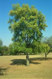 Image result for Catha edulis