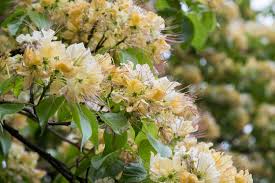 Image result for Crateva