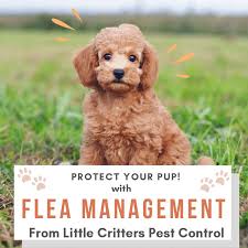 When we began service with critter ridders we had so so grass and patches of weeds mixed in. Little Critters Pest Control Termite Management Specialists Home Facebook