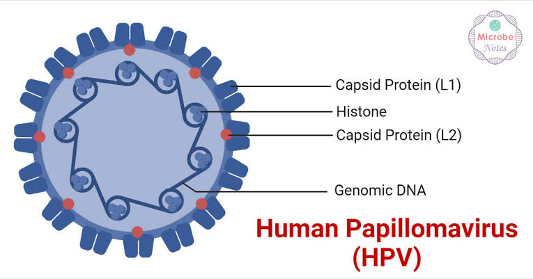 Humani papilomavirus (HPV), генерисала је вештачка интелигенција