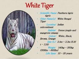 I have so many dogs i think i brock the world record Tiger