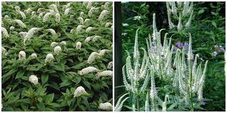 Check spelling or type a new query. Plant This Not That Lewis Ginter Botanical Garden