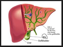 Tidak semua jenis lemak yang masuk ke dalam sistem pencernaan bisa langsung diserap oleh usus. Peran Empedu Dalam Proses Pencernaan Makanan Coretan Bintang Naisya Www Sridianti Com