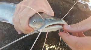 African Catfish In The Myaquaponics System In Johannesburg South Africa Tanks Are Filled Predominantly With Tilapi Aquaponics Edging Plants Aquaponics Plants